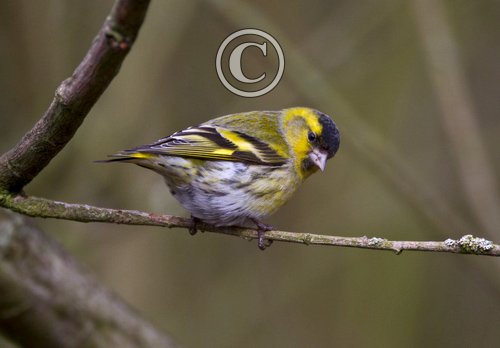 Male Siskin 3